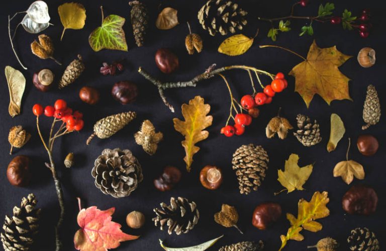 Autumn-Activities-image-Collected-autumn-leaves-berries-and-seeds
