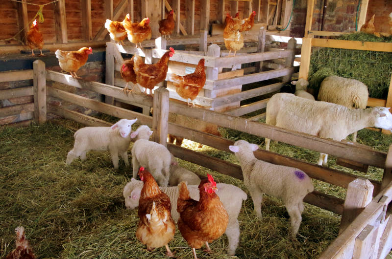 EYFS-Farm-Image-Sheep-and-Chickens