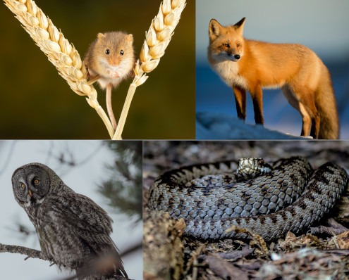 Gruffalo-Activities-image-Mouse-fox-owl-snake-square