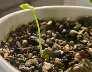 Jack and the Beanstalk image - A growing plant